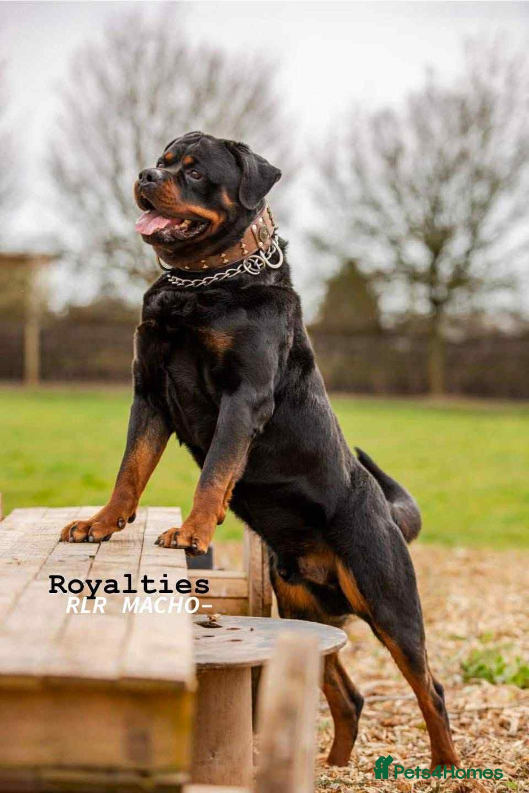 Rottweiler dogs for sale: Beautiful KC registered Rottweiler puppies  - Image 32