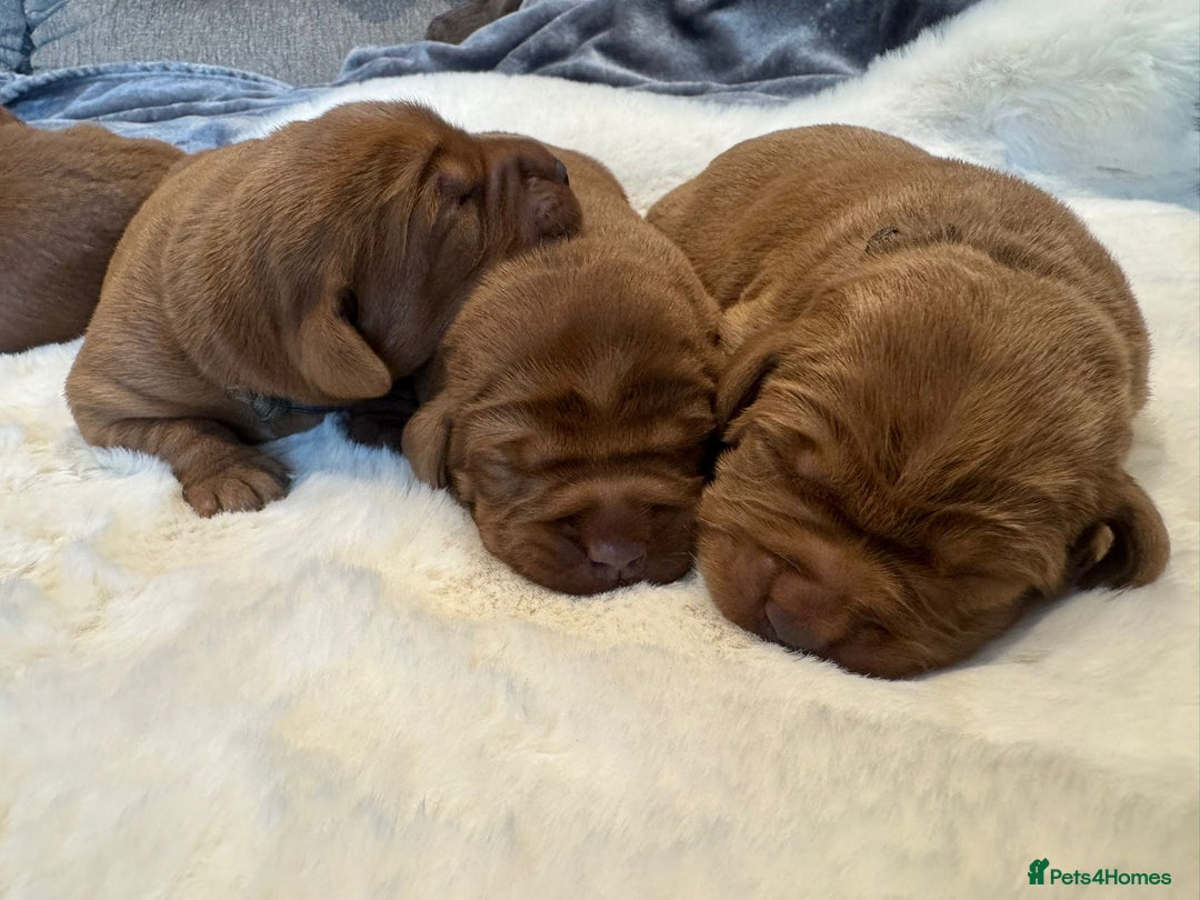 Labrador Retriever dogs for sale: Fox red labradors - Image 3