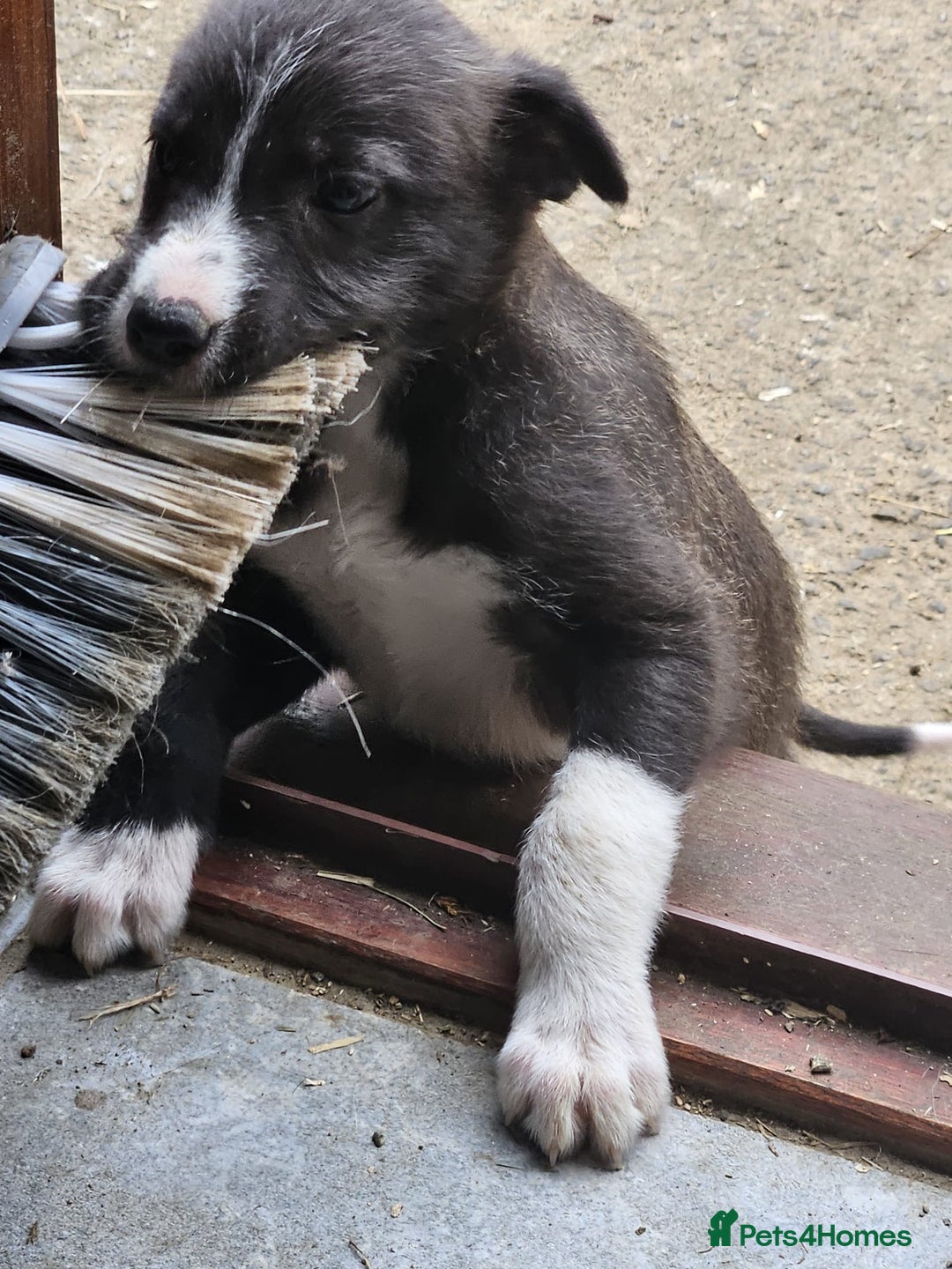 Collie Deerhound X Greyhound Puppies For Sale First Cross Collie