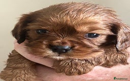 Cavalier King Charles Spaniel dogs for sale: Exquisite Cavalier King Charles puppies KC reg - Image 1