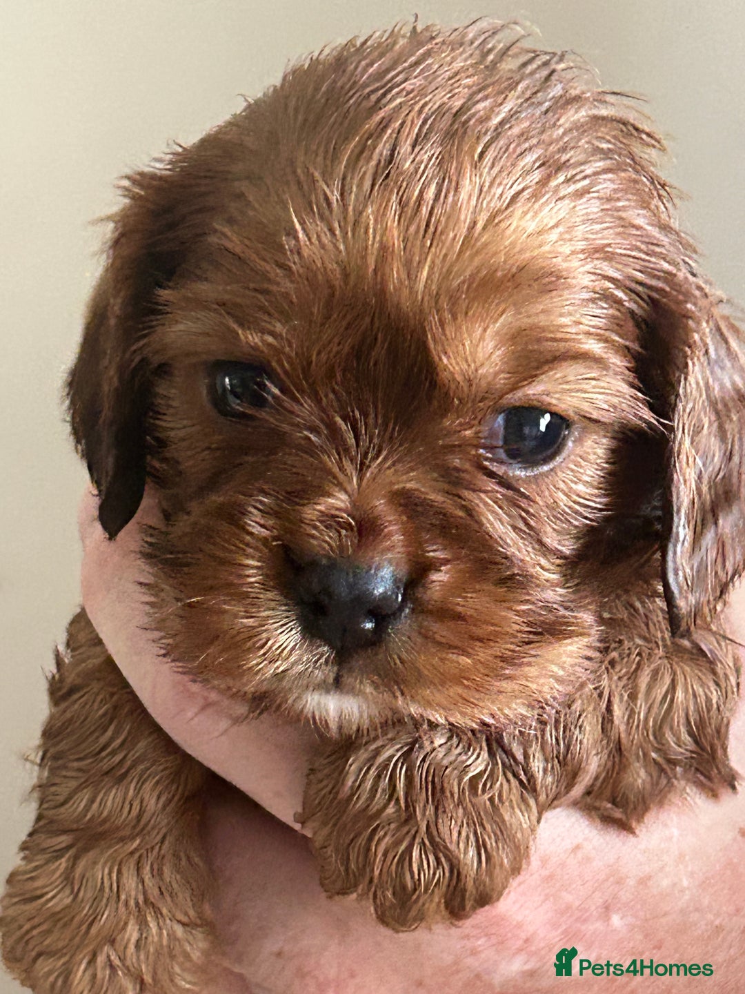 Cavalier King Charles Spaniel dogs for sale: Exquisite Cavalier King Charles puppies KC reg - Image 1