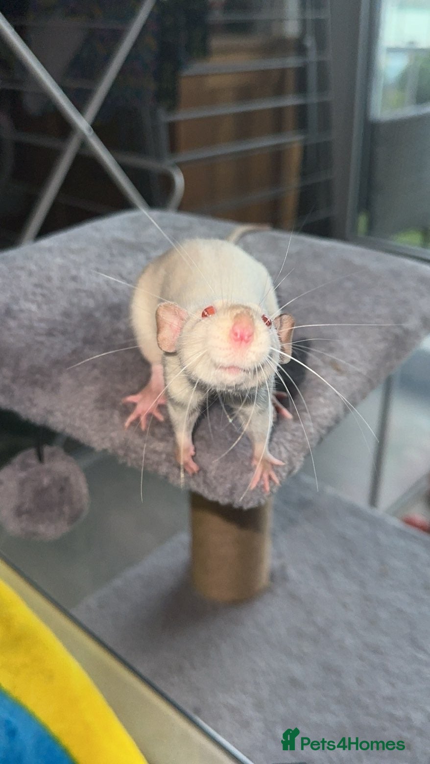 Rat rodents Rats for rehoming - Advert 1