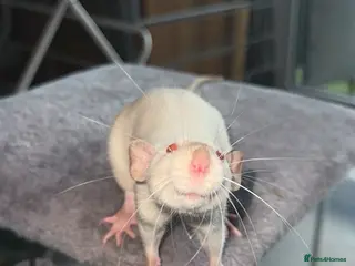 Rat rodents Rats for rehoming - Advert 1