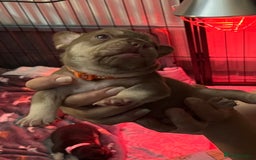 French Bulldog dogs for sale: 5 girls  - Image 3