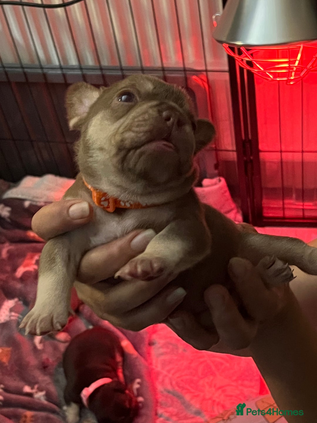 French Bulldog dogs for sale: 5 girls  - Image 3