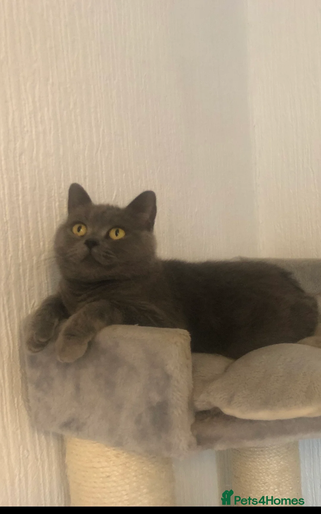 Mixed Breed cats for sale: Beautiful Bsh mixed litter now ready  - Advert 5