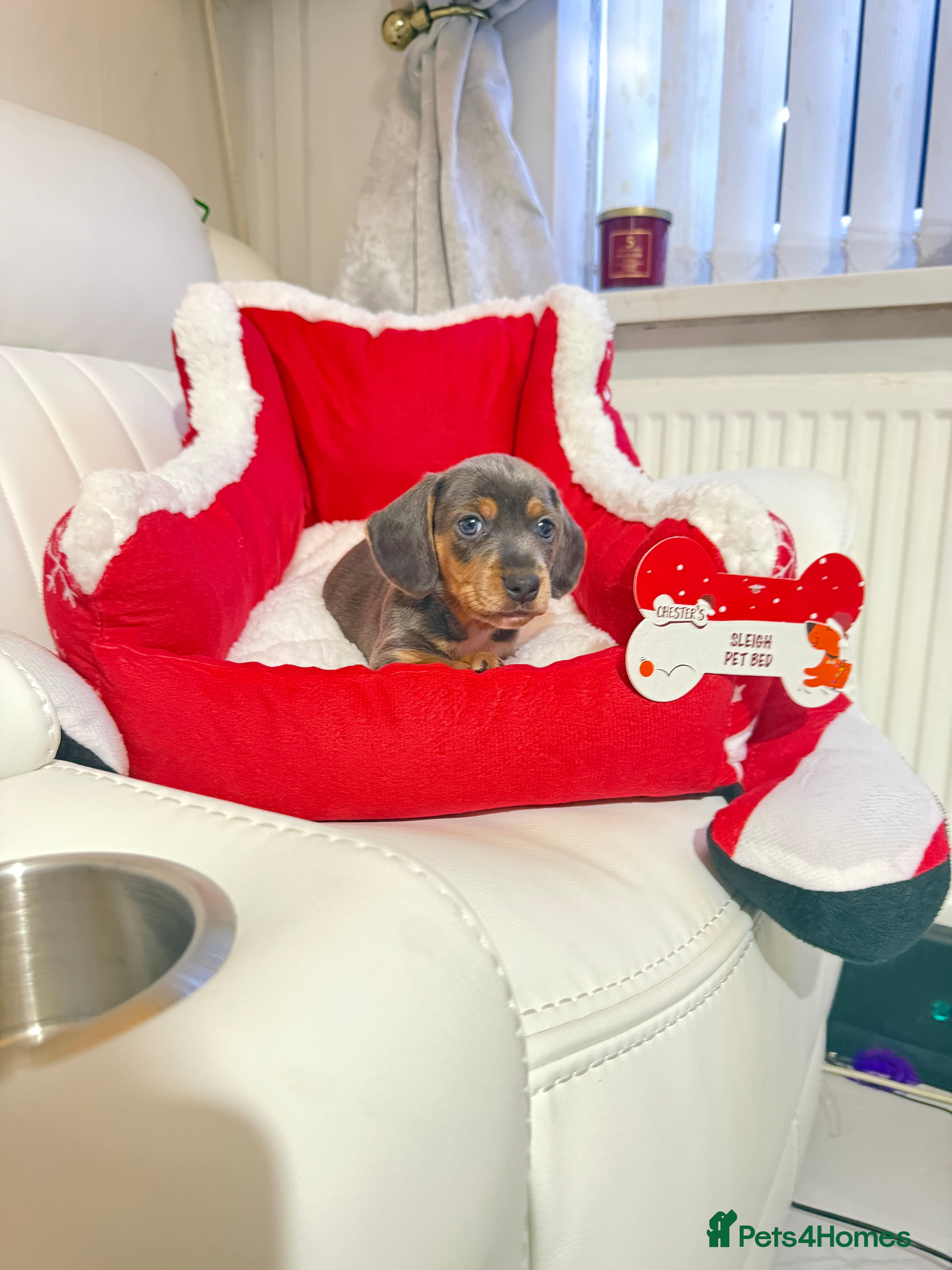 Miniature Dachshund dogs Miniature Daschund pra clear  - Advert 7