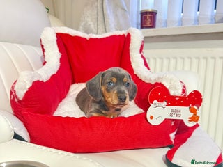 Miniature Dachshund dogs Miniature Daschund pra clear - Advert 7