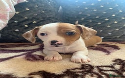 Chiweenie dogs for sale: READY NOW ! 3 cheweenies available  - Image 23