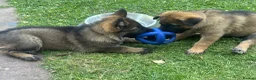 German Shepherd dogs for sale: Exceptional Working Line German Shepherd Puppies - Advert 8