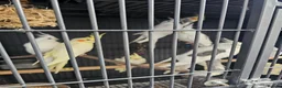 Mixed Breed birds for sale: Alexandraine  - Advert 13