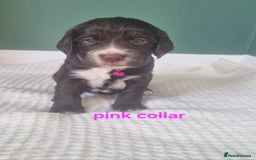 Cocker Spaniel dogs for sale: Beautiful cocker spaniel puppies - Image 15