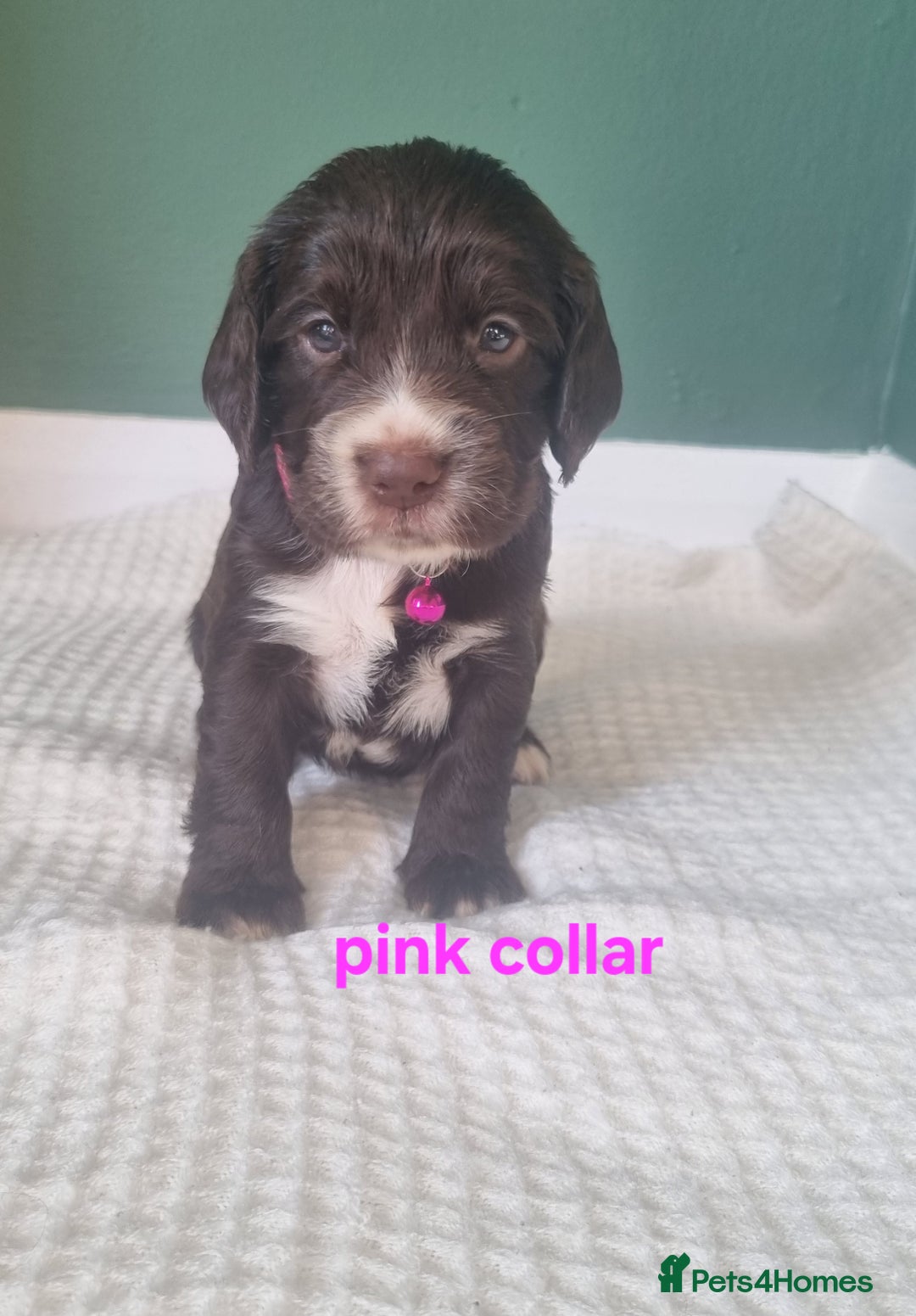 Cocker Spaniel dogs for sale: Beautiful cocker spaniel puppies - Image 15