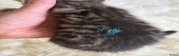 Mixed Breed cats for sale: Home Reared Kittens – ready Sat 11th July - Advert 23