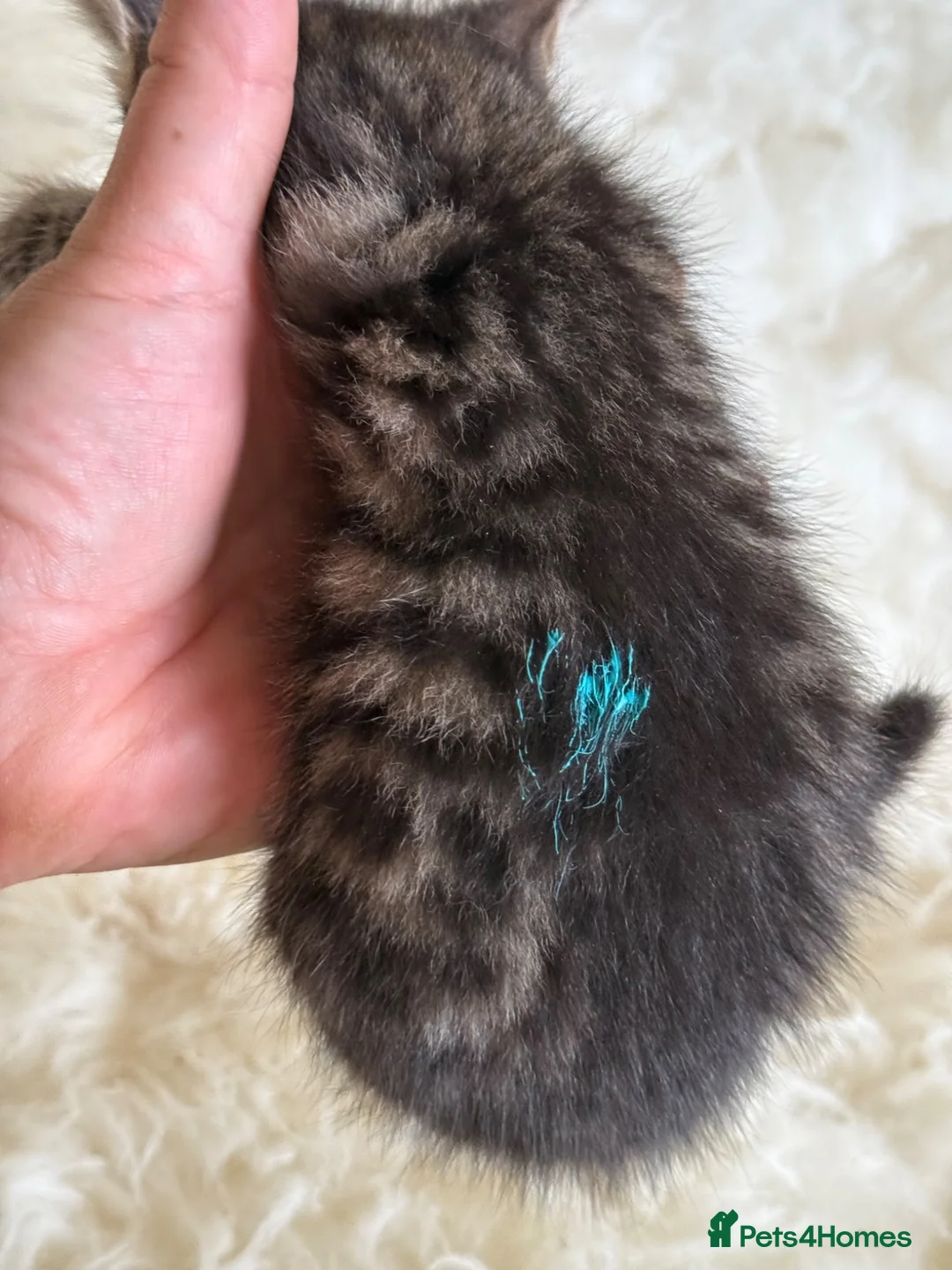 Mixed Breed cats for sale: Home Reared Kittens – ready Sat 11th July - Advert 23