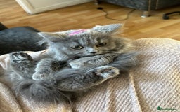 Persian cats for sale: Beautiful Persian kittens / 1 mixed breed  - Image 17