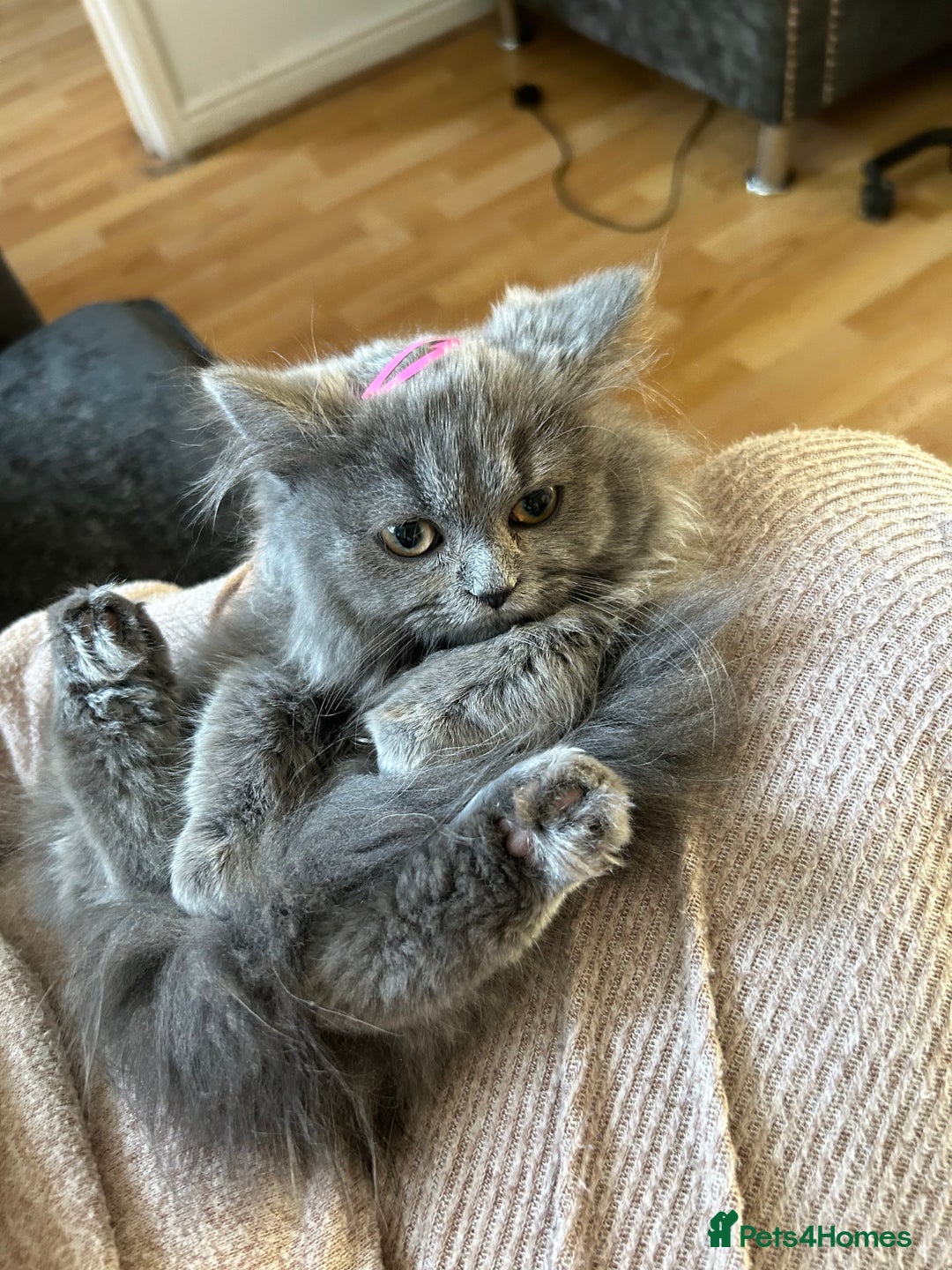 Persian cats for sale: Beautiful Persian kittens / 1 mixed breed  - Image 17