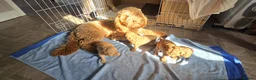 Cockapoo dogs for sale: Beautiful trio of Cockapoos for sale - Advert 9