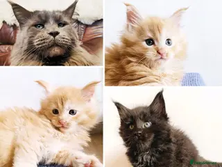 Maine Coon cats XXL Maine coon kittens, DNA health tests - Advert 13