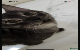 Mixed Breed cats for adoption: Bear! - Image 6