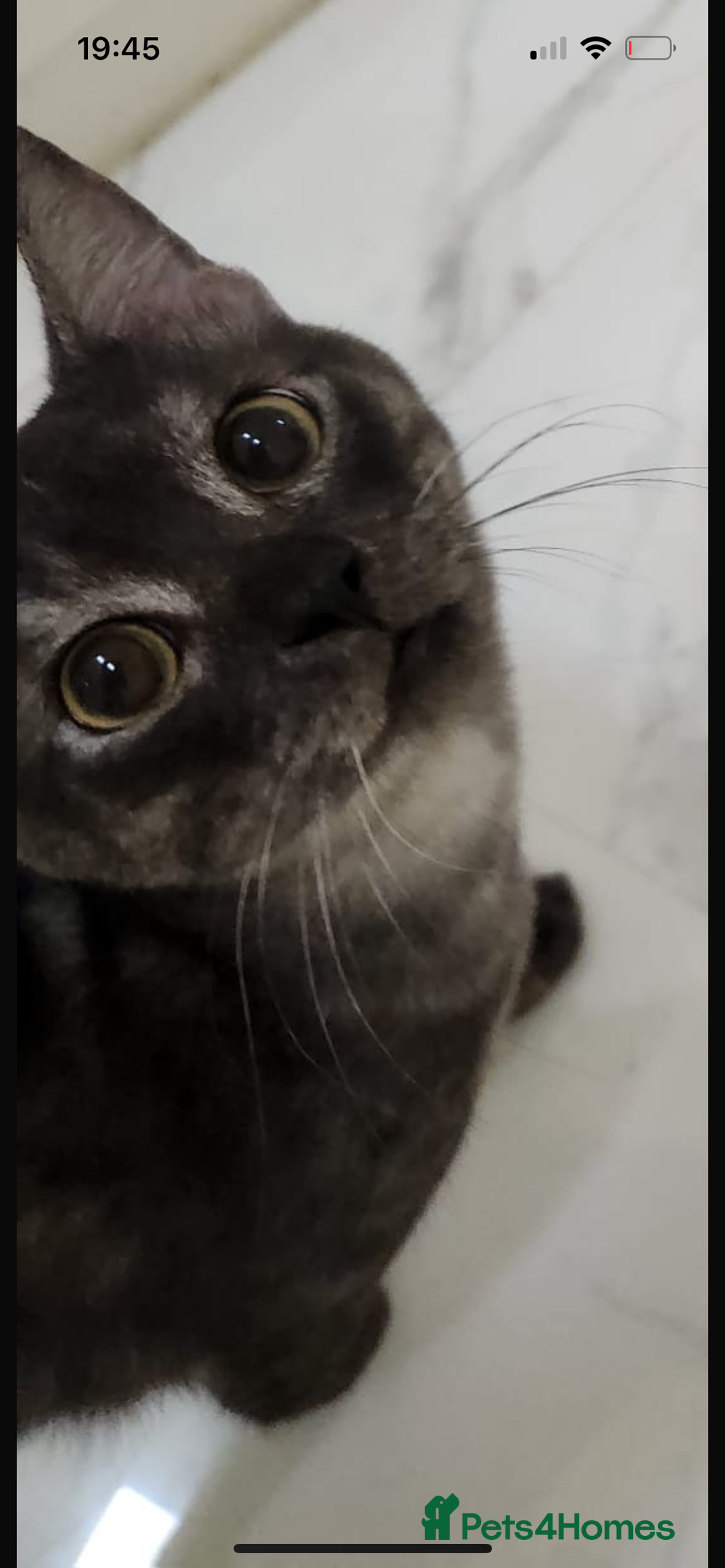 Mixed Breed cats for adoption: Bear! - Image 6