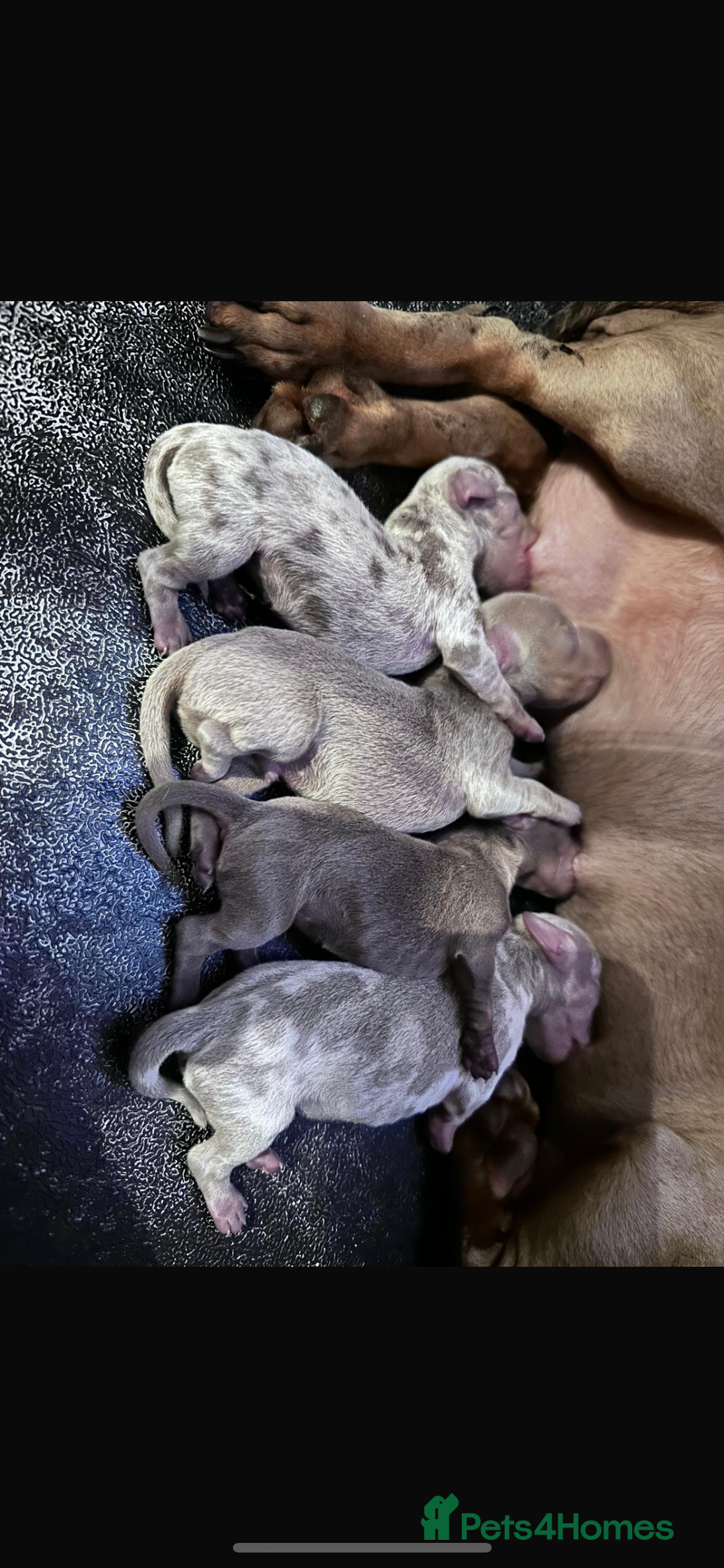 Miniature Dachshund dogs for sale: KC Miniature Isabella Dachshunds PRA Clear - Image 12