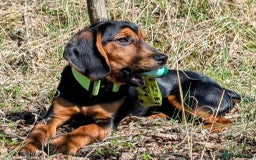 Bocker dogs for stud: Spirit for stud - Image 5