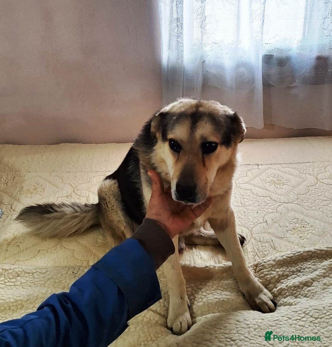 Mixed Breed dogs for adoption: Oldie but Goldie MAX needs a Loving Home - Advert 20