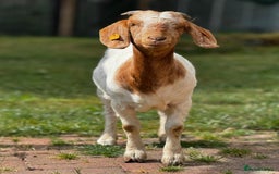 Goats livestock for sale: Pedigree Registered Female Boer Goats  - Image 2
