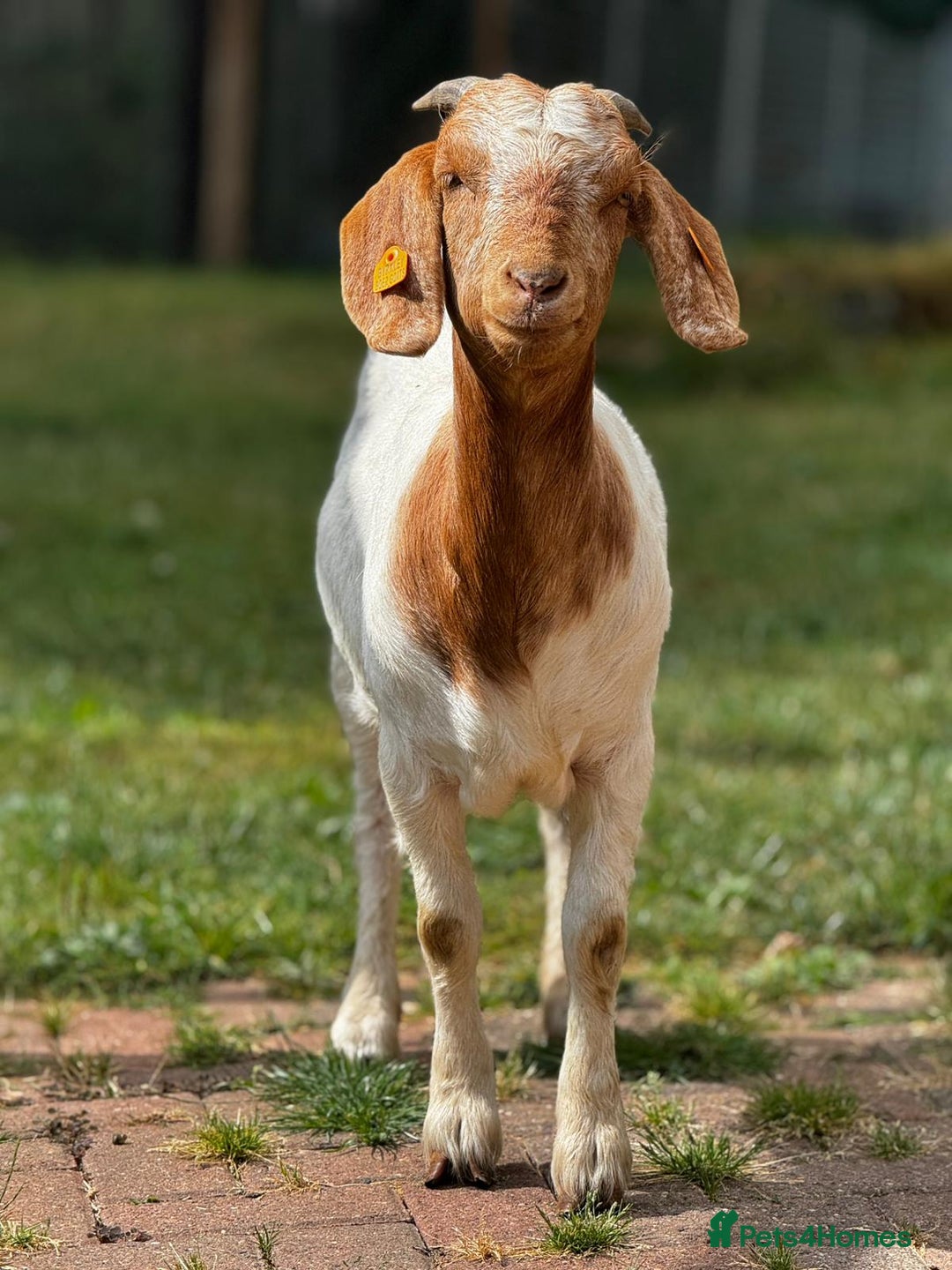 Goats livestock for sale: Pedigree Registered Female Boer Goats  - Image 2