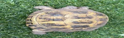 Tortoise reptiles for sale: Horsefield tortoise 2 years old female in Bolton - Advert 4