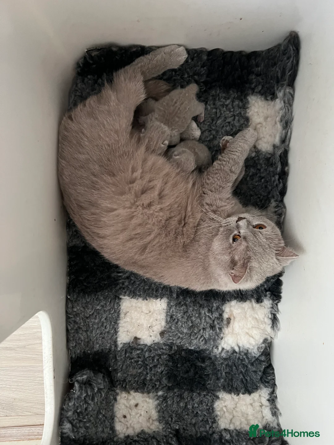 British Shorthair cats for sale: 🏆Exceptional GCCF Registered BSH Kittens🏆 - Advert 2