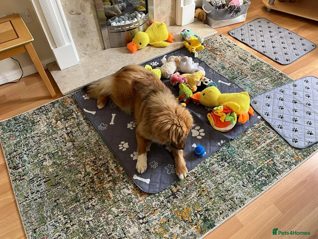 Mixed Breed dogs for adoption: Simona in Tewkesbury - Advert 2