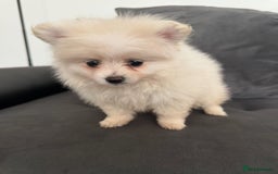 Pomeranian dogs for sale: Pomaranian - Image 2