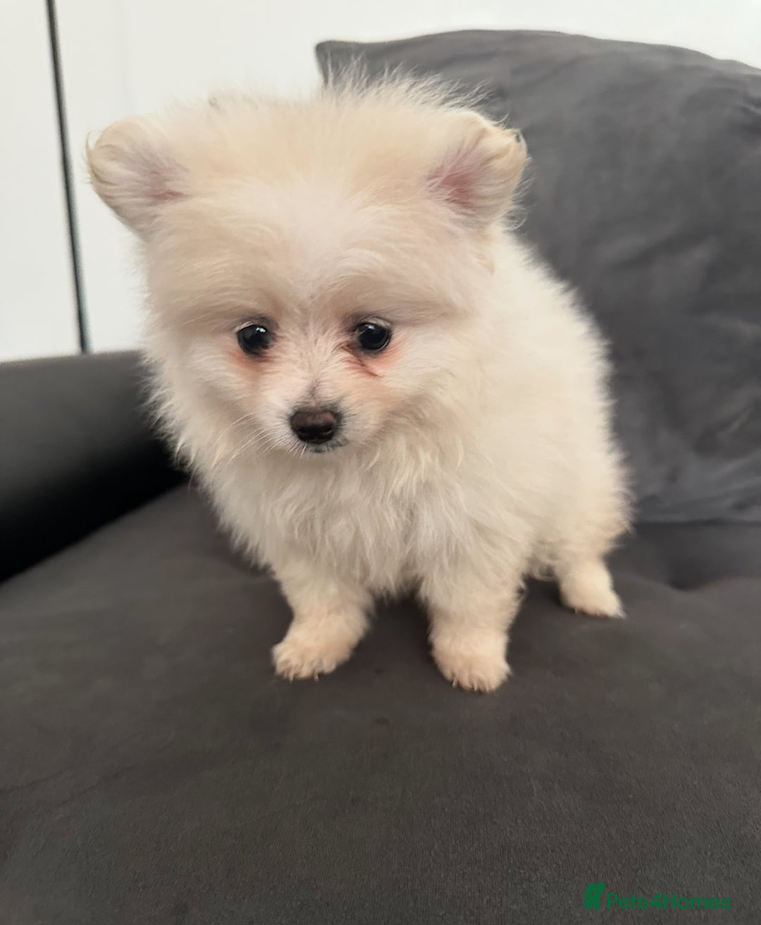Pomeranian dogs for sale: Pomaranian - Image 2