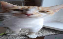 European cats for sale: LULU  - Image 1