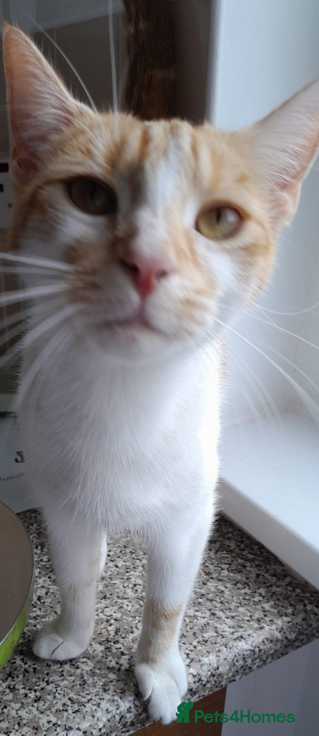 European cats for sale: LULU  - Image 1