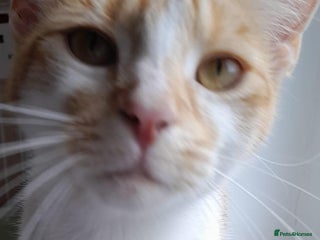 European cats - Advert 1