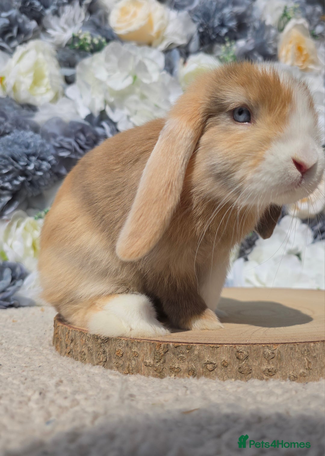 Mini Lop rabbits for sale: Pure bred mini lop baby bunnies - Image 5