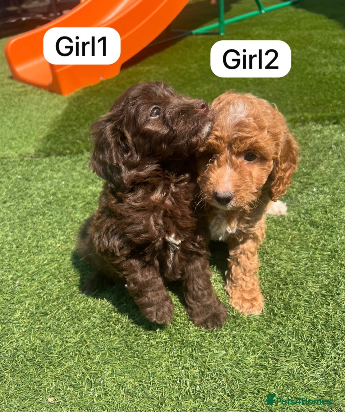 Cockapoo dogs Cockapoo puppies - Advert 1