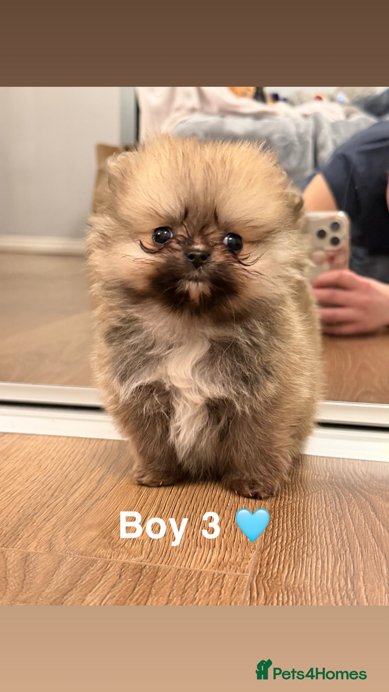 Pomeranian dogs 4 Gorgeous Poms 😊 - Advert 10