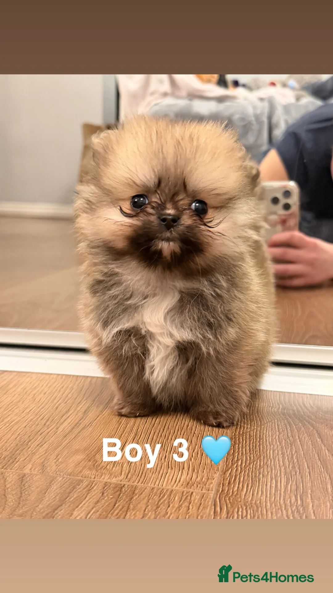 Pomeranian dogs for sale: 4 Gorgeous Poms 😊 - Advert 1