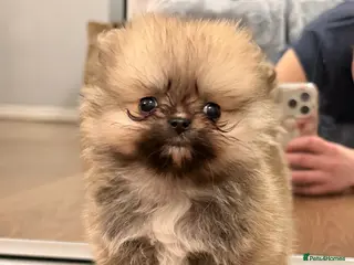 Pomeranian dogs 4 Gorgeous Poms 😊 - Advert 10