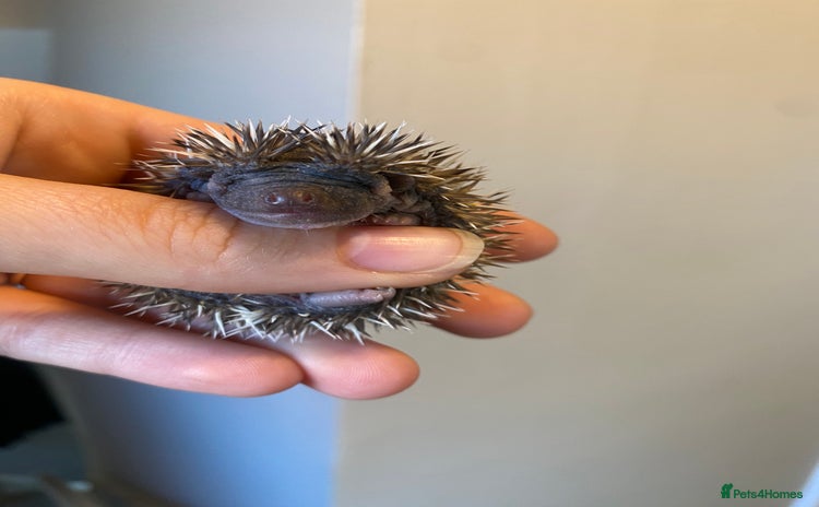 Pygmy Hedgehog rodents - Advert 1