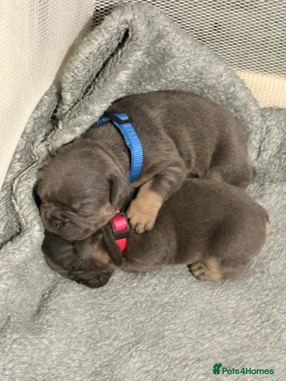 French Bulldog dogs for sale: Beautiful healthy french bulldogs  - Advert 1
