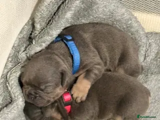 French Bulldog dogs Beautiful healthy french bulldogs - Advert 2