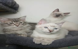Ragdoll cats for sale: Ragdoll stunning kittens - Image 1