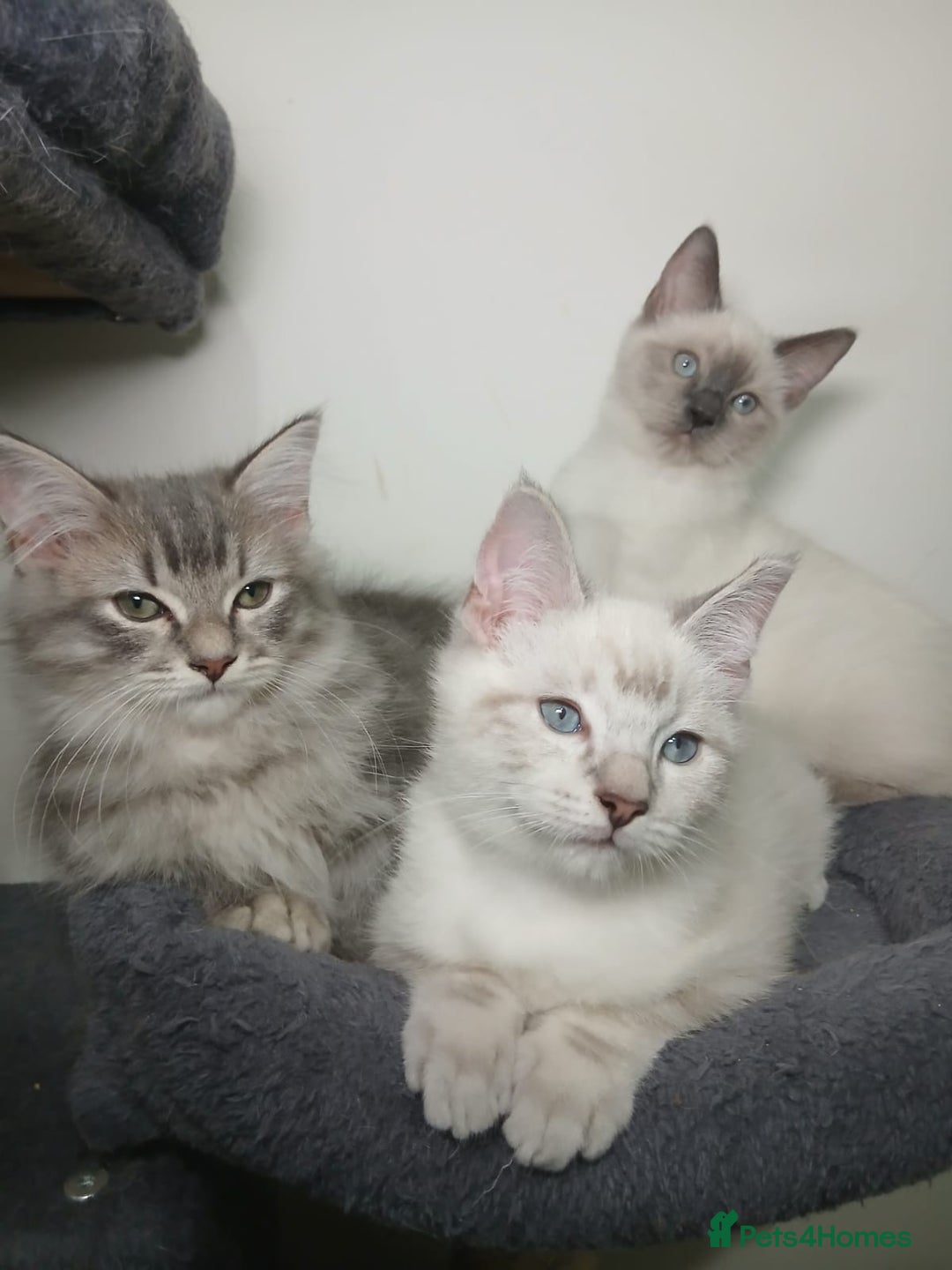 Ragdoll cats for sale: Ragdoll stunning kittens - Image 1