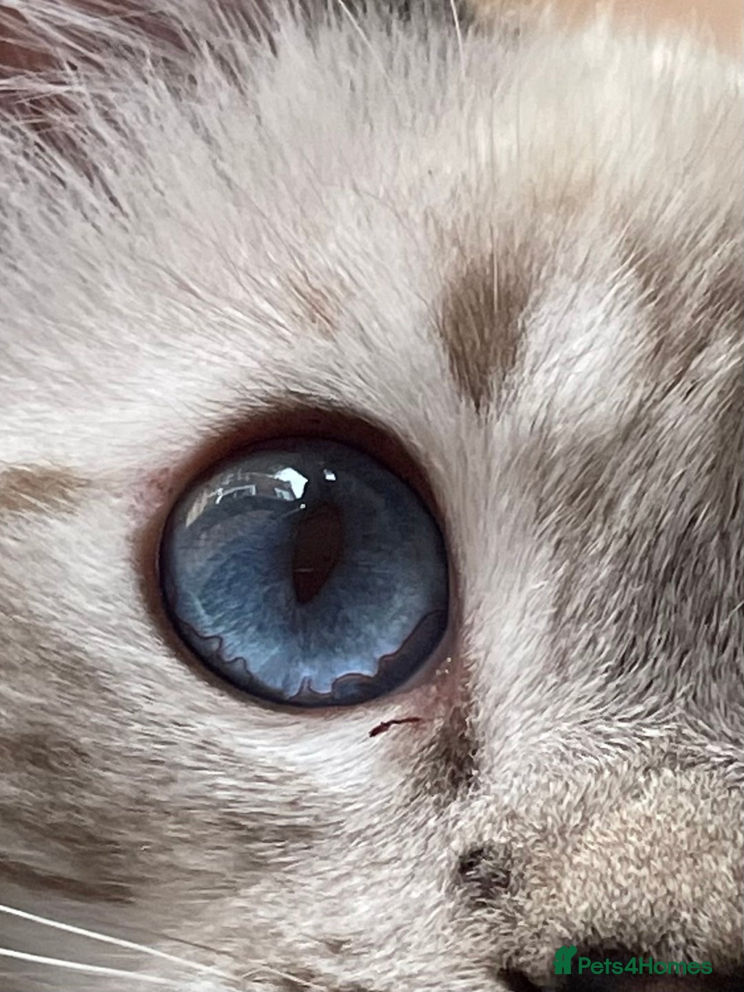 Ragdoll cats for sale: Ragdoll kittens from Moonliteyecats  - Image 23