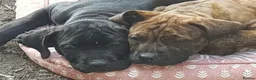 Mixed Breed dogs for sale: Beautiful Cane Corso / Bullmastiff Puppies  - Advert 21